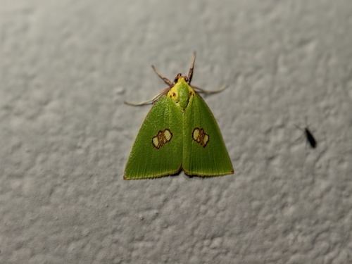Tyana chloroleuca