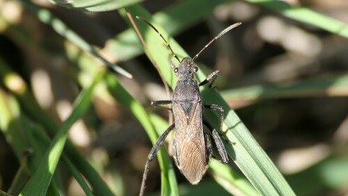 ant bug