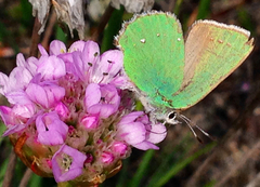 Callophrys viridis