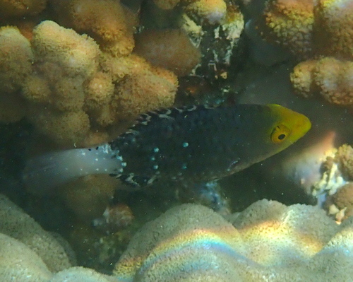 Scarus altipinnis observed 2026-10-06