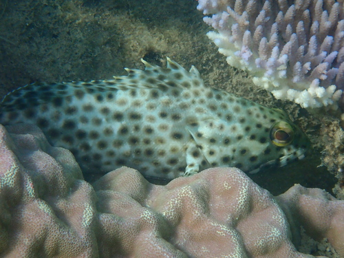 Epinephelus howlandi observed 2026-10-06