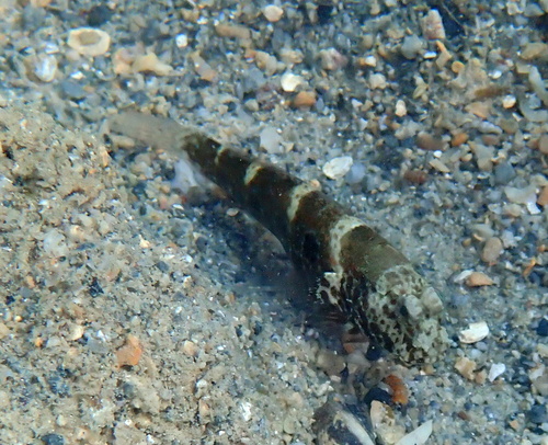 Cryptocentrus strigilliceps observed 2026-10-06