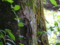 Funambulus pennantii