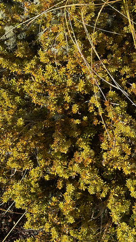 Podocarpus nivalis observed 2026-10-03
