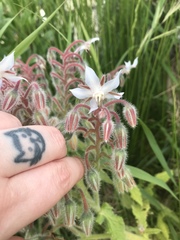 Borago