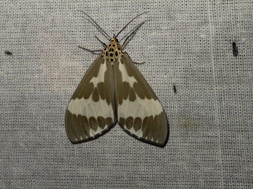 Nyctemera arctata