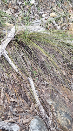 Lepidosperma semiteres, 2026-10-06