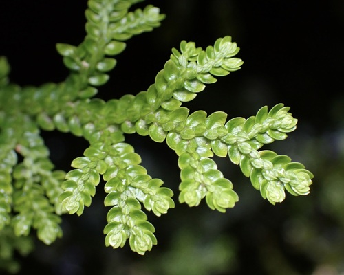 Dwarf spikemoss (Selaginella arbuscula)