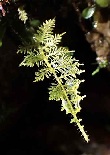 Thuidium cymbifolium, 2026-10-03