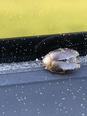 Laccophilus maculosus