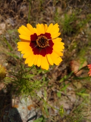 Coreopsis basalis