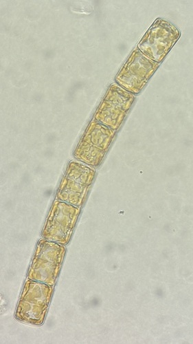 Melosira observed 2026-10-03