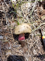 Caloboletus rubripes