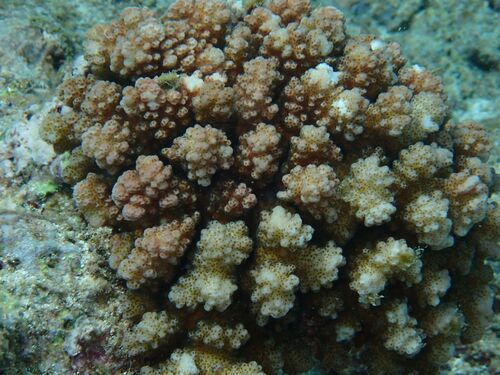 Pocillopora verrucosa observed 2026-10-06