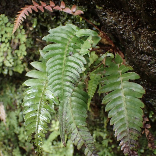 Blechnum appendiculatum observed 2026-10-03