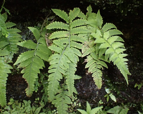 Deparia petersenii observed 2026-10-03