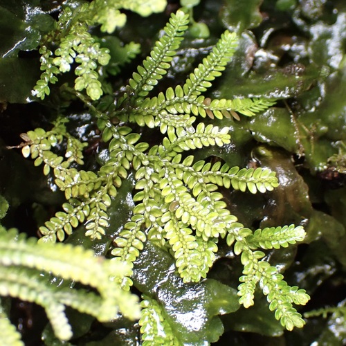 Selaginella, 2026-10-03