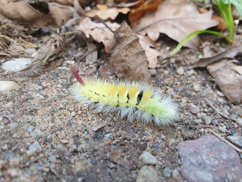 Pale Tussock Moth