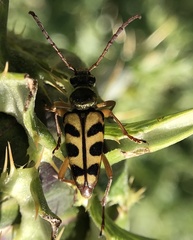 Strophiona tigrina