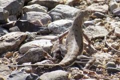 Callisaurus draconoides ventralis