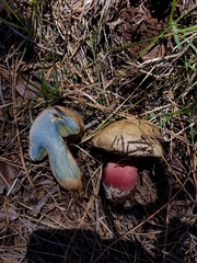 Caloboletus rubripes