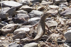 Callisaurus draconoides ventralis