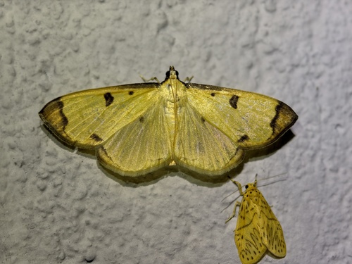 Uncobotyodes patulalis