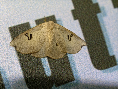Arctornis diaphora
