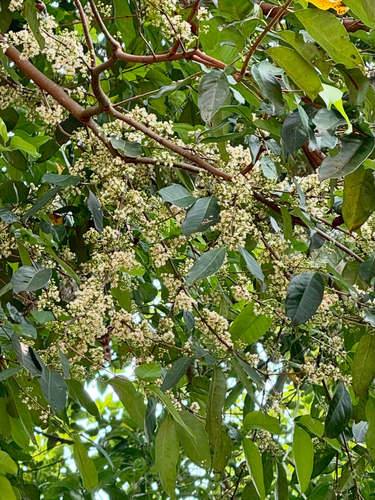 Syzygium polyanthum observed 2026-10-06