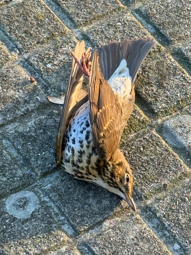 Song Thrush