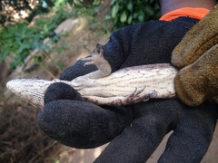 Polychrus acutirostris