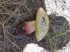 Caloboletus rubripes