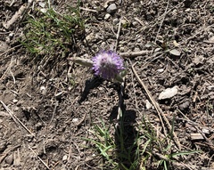 Veronica wyomingensis