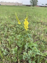 Melilotus officinalis