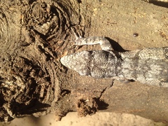 Polychrus acutirostris