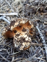 Sarcodon indurescens