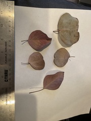 Eucalyptus polyanthemos vestita