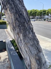 Eucalyptus polyanthemos vestita