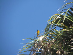 Icterus cucullatus nelsoni