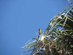 Icterus cucullatus nelsoni