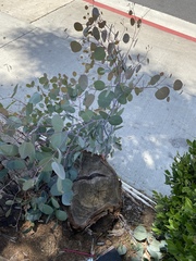 Eucalyptus polyanthemos vestita