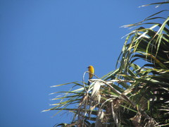 Icterus cucullatus nelsoni