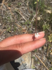 Lithophragma bolanderi