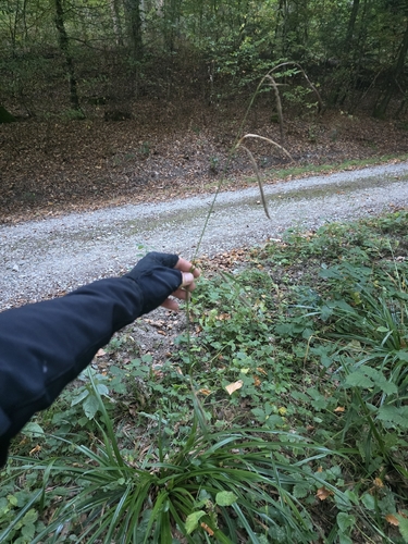 Hanging sedge