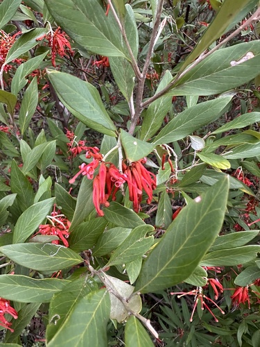 Grevillea victoriae, 2026-10-05