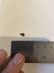 Eucalyptus polyanthemos vestita