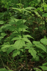 Actaea dahurica