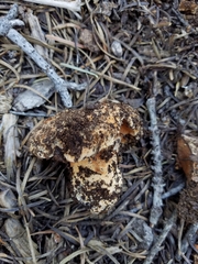 Sarcodon indurescens