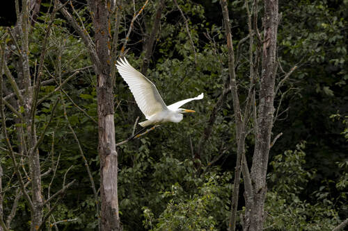 Garceta grande (Ardea alba)