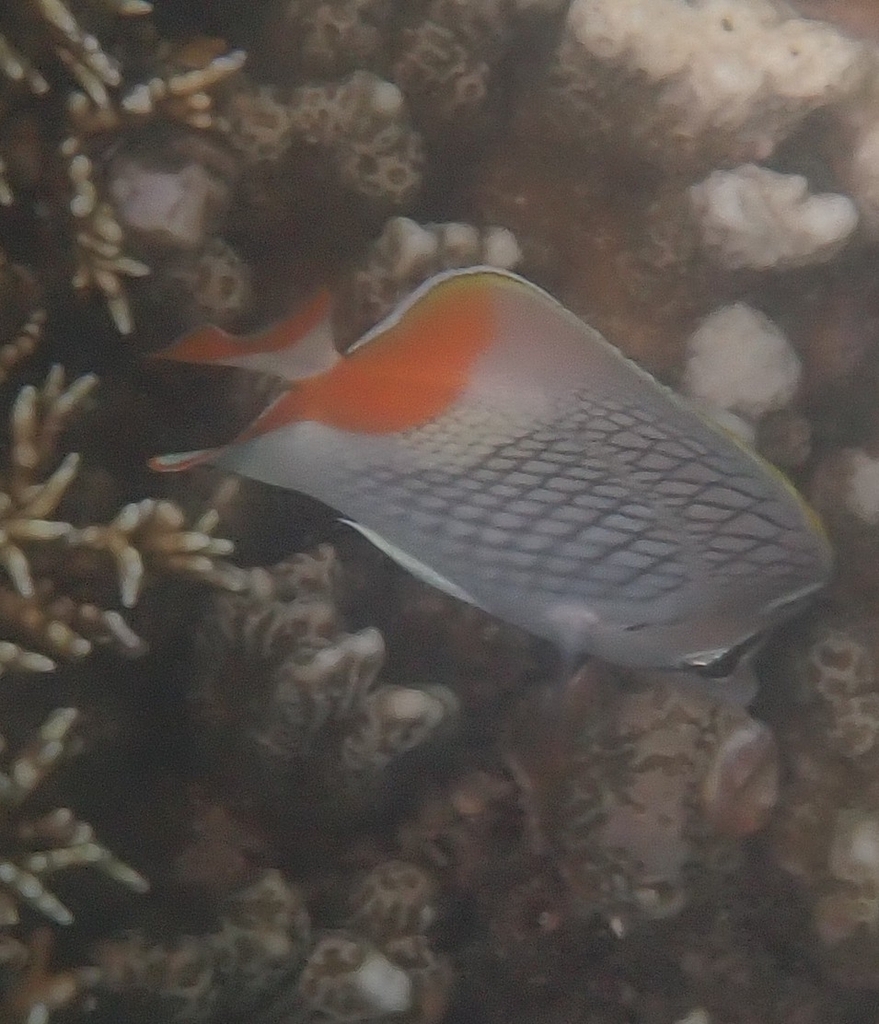 Cross-hatch Butterflyfish
